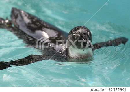 泳ぐペンギン 32575991