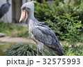 ハシビロコウ 32575993