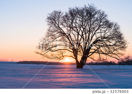 冬のハレニレ8 32576003