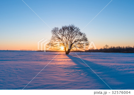 冬のハレニレ9 冬のハレニレ9 32576004