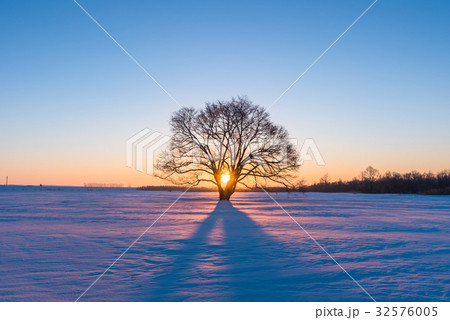 冬のハレニレ10 冬のハレニレ10 32576005