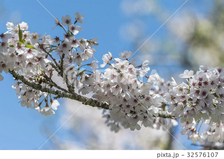 桜 さくら サクラ 32576107