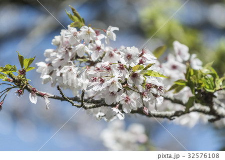 桜 さくら サクラ 32576108