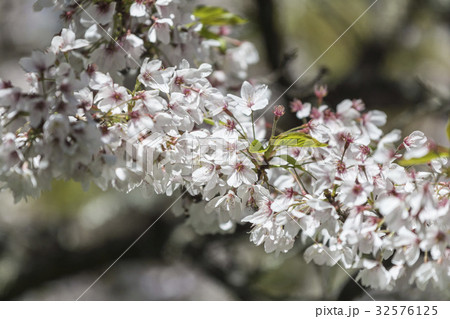 桜 さくら サクラ 32576125