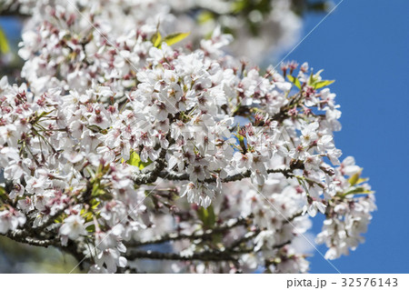 桜 さくら サクラ 32576143