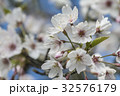 桜 さくら サクラ 32576179