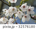 桜 さくら サクラ 32576180