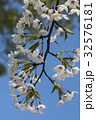 桜 さくら サクラ 32576181