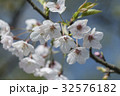 桜 さくら サクラ 32576182