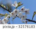 桜 さくら サクラ 32576183