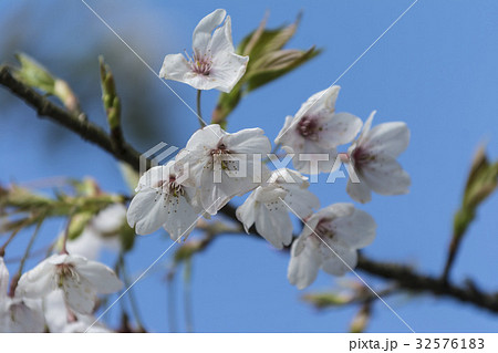 桜 さくら サクラ 32576183