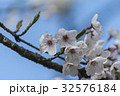 桜 さくら サクラ 32576184
