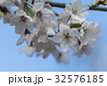 桜 さくら サクラ 32576185