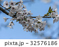 桜 さくら サクラ 32576186