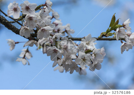 桜 さくら サクラ 32576186