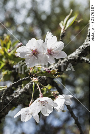 桜 さくら サクラ 32576187
