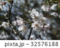 桜 さくら サクラ 32576188