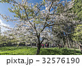 桜 さくら サクラ 32576190