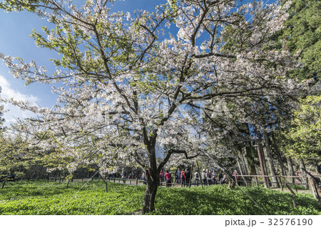 桜 さくら サクラ 32576190