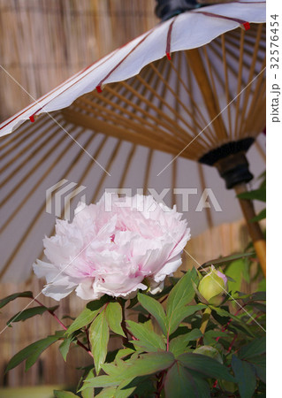 冬牡丹　 32576454