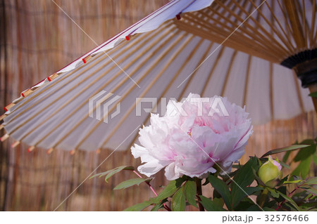 冬牡丹　 32576466