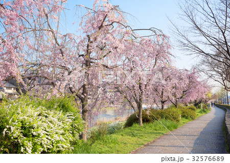 京都 鴨川 花の回廊の写真素材