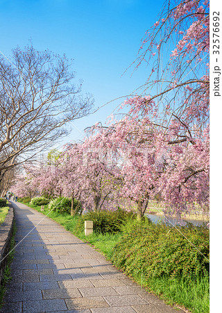 京都　鴨川　花の回廊 32576692