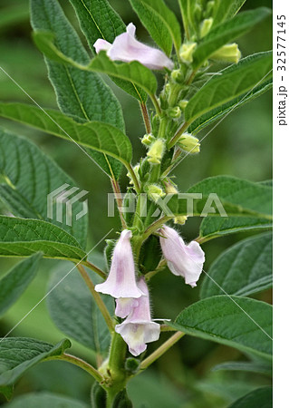 ゴマの花 32577145