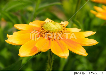 ルドベキア・プレーリーサン 32577334