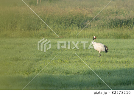 夏の畑のタンチョウ 32578216