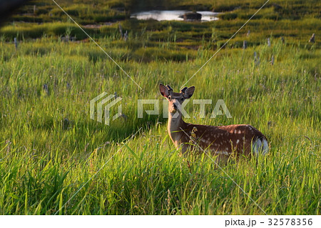 春国岱の野鹿 32578356