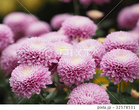 ピンクのスプレーマム セイスピース ピンポンタイプ ピンクのスプレーマム セイスピース ピンポンタイプ 32578531