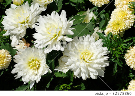 White colored Dahlia Red Fox Mayo, Mainau Island White colored Dahlia Red Fox Mayo, Mainau Island 32578860