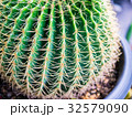 Sharp spines on a big Golden Barrel Cactus. 32579090