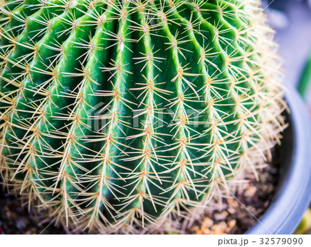 Sharp spines on a big Golden Barrel Cactus. Sharp spines on a big Golden Barrel Cactus. 32579090