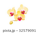 Yellow orchids isolated on white background. 32579091