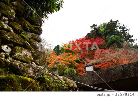 坂本日吉大社 走井橋の紅葉 32579314