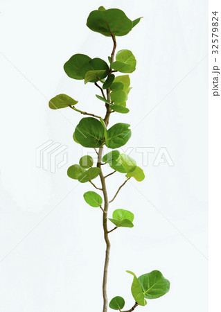 うみぶどう 海ぶどう 海ブドウ 32579824