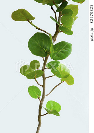 うみぶどう 海ぶどう 海ブドウ 32579825