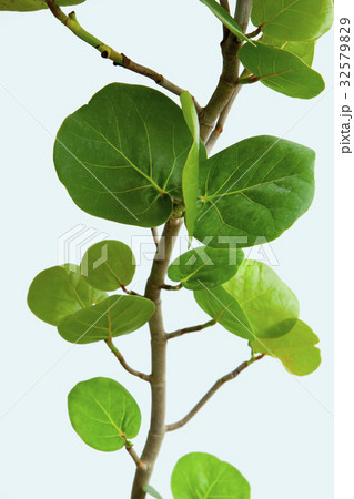 うみぶどう 海ぶどう 海ブドウ 32579829