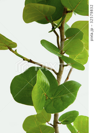 うみぶどう 海ぶどう 海ブドウ 32579832