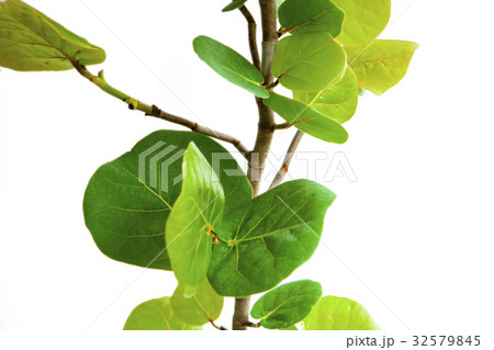 うみぶどう 海ぶどう 海ブドウ 32579845