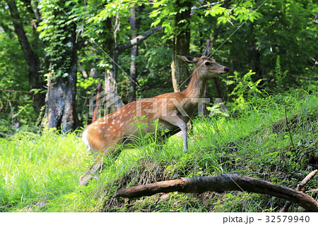 野生の鹿 32579940