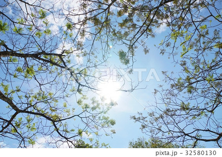 空、エコ、グリーン、植物、緑、林、自然環境のイメージ写真 32580130