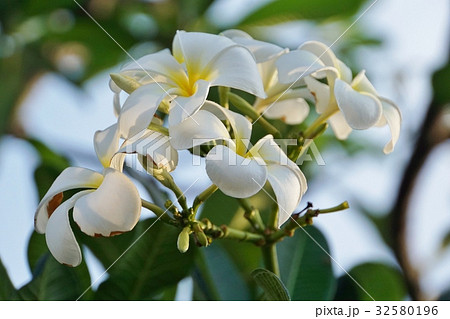 ラオスの国花、プルメリア(和名:インドソケイ) ラオスの国花、プルメリア(和名:インドソケイ) 32580196