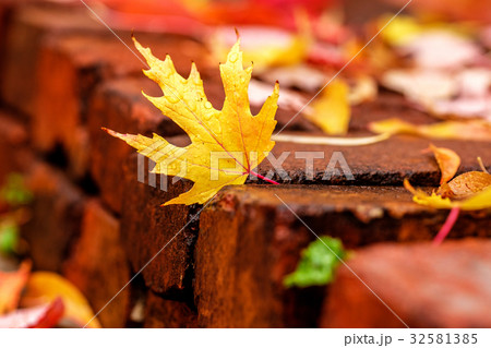 Fallen yellow and red autumn maple leaves Fallen yellow and red autumn maple leaves 32581385