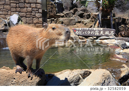 カピバラの露天風呂 32582059