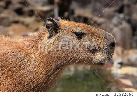 カピバラの顔 32582060
