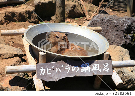 カピバラの鍋風呂 32582061
