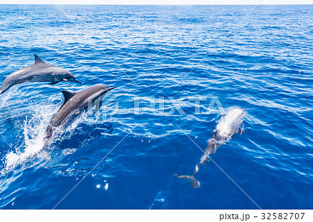 水面を泳ぐイルカの写真素材 [32582707] - PIXTA